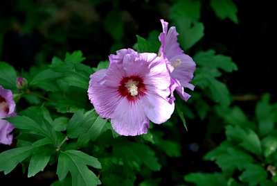 Hibiscus syriaci - ibišek sysrský - květ a list